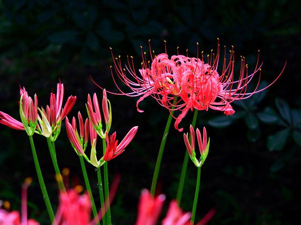 曼珠沙华=彼岸花=红花石蒜lycoris radiata,石蒜科,石蒜属.