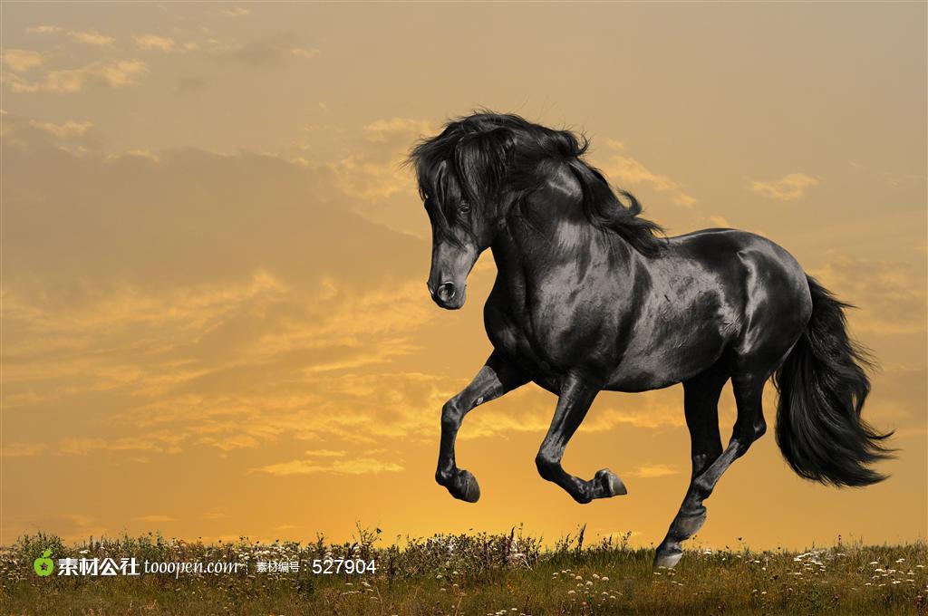 草原上驰骋的黑色马匹骏马高清摄影桌面壁纸图片素材