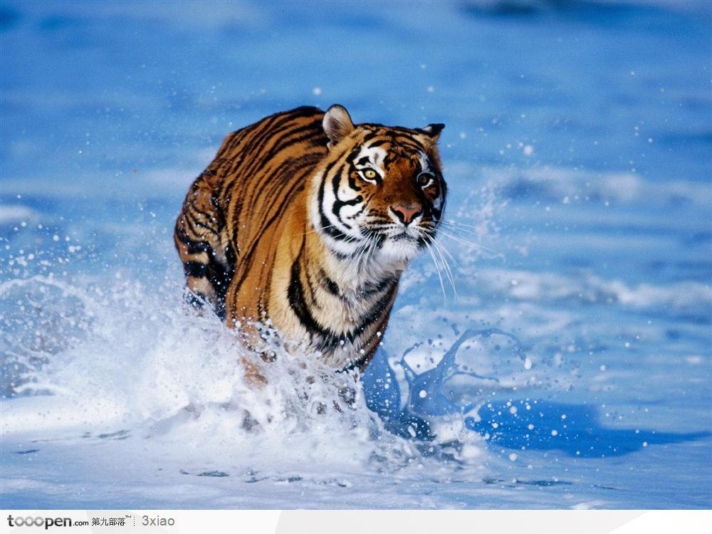 在水中奔跑的老虎摄影背景桌面壁纸图片素材