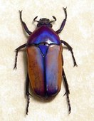 chlorocara africana beetle real rare .