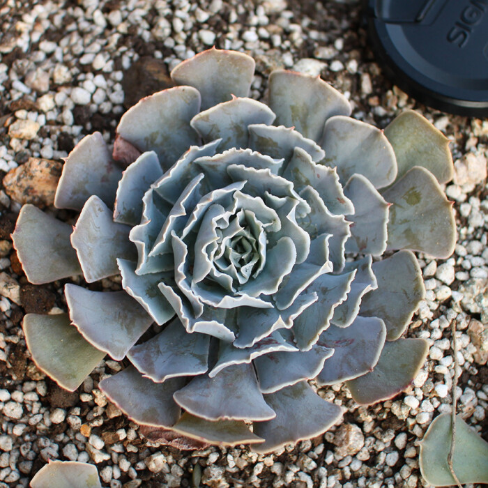 春节活动多肉植物沙漠之星大颗cm