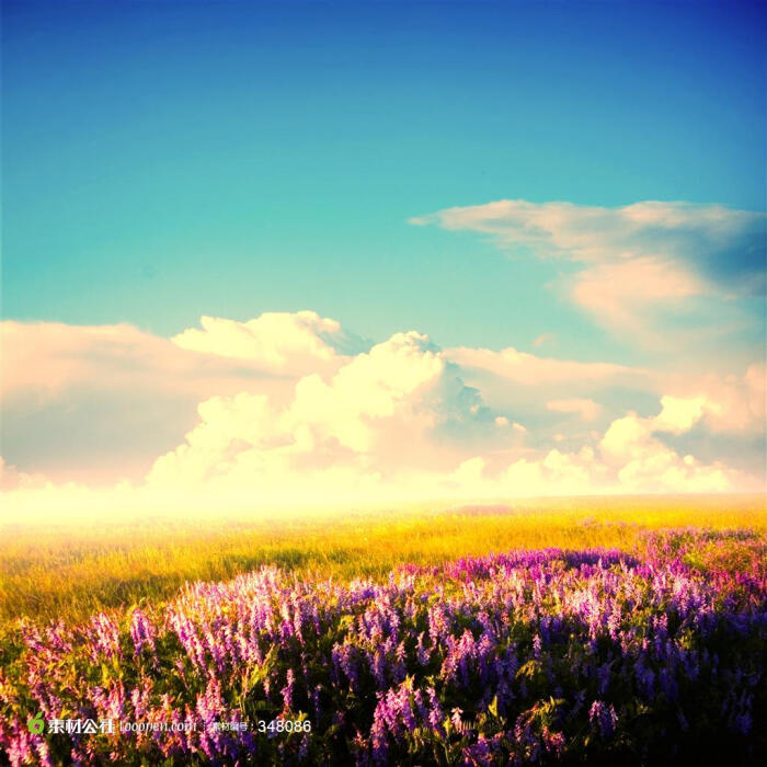 蓝天白云下的草地鲜花高清摄影桌面壁纸图片素材