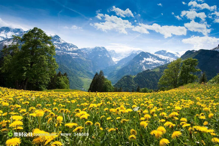 鲜花远山风景图片素材