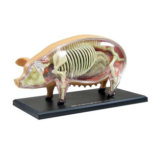 日本代购 拼图4d网络sky vision动物解剖 猪解剖模式的图片