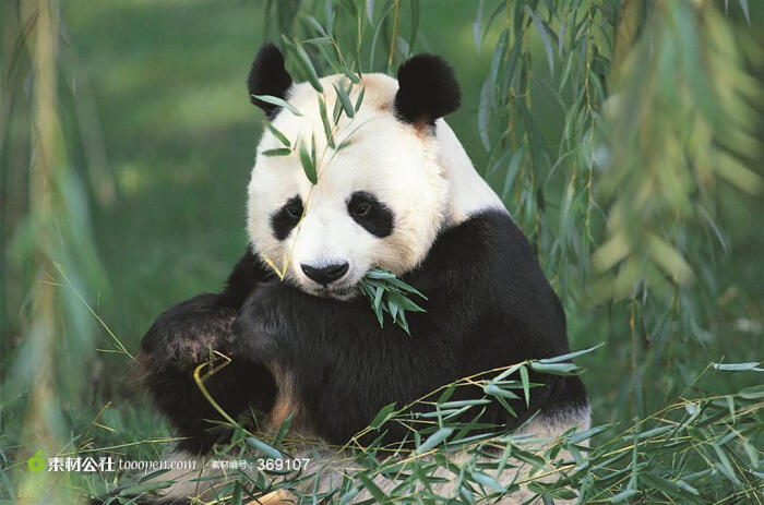 竹林里的熊猫图片素材