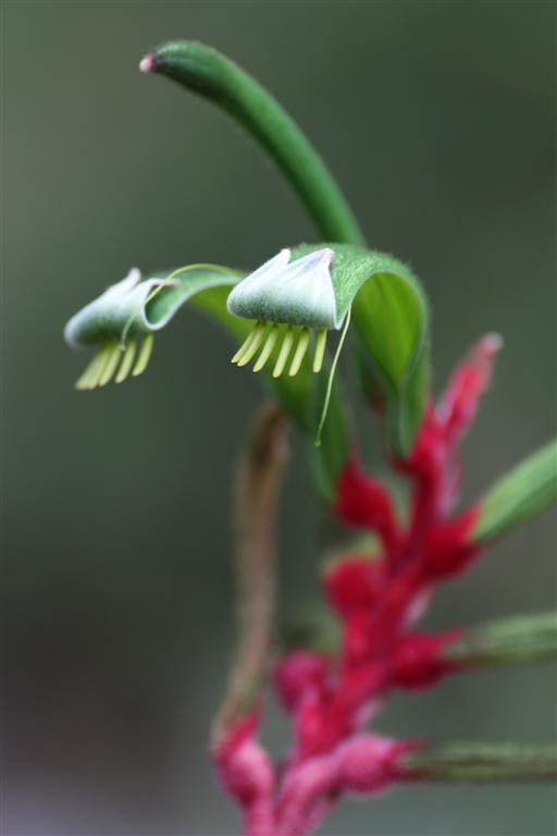 袋鼠爪花(anigozanthos manglesii)