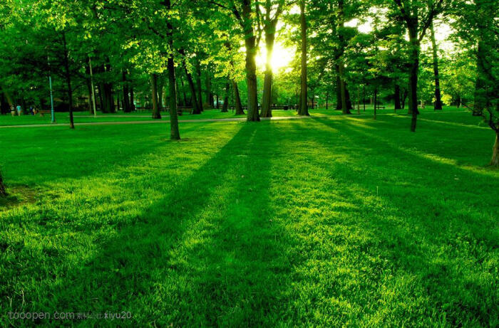 树林风景-阳光射过草地摄影背景桌面壁纸图片素材