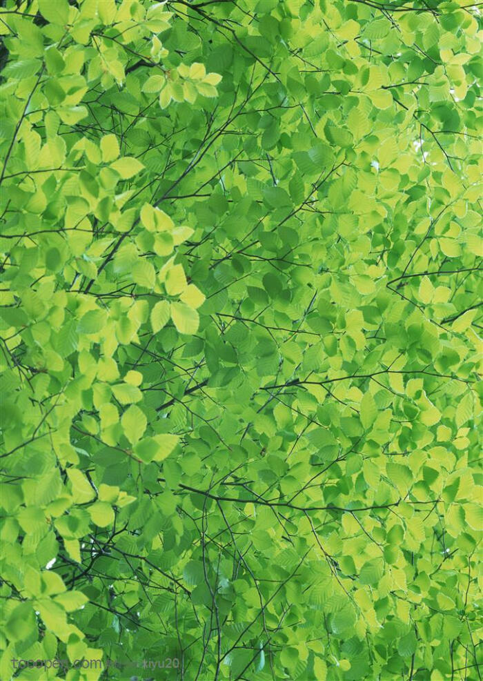 树林风景-翠绿的树木叶子高清桌面图片素材