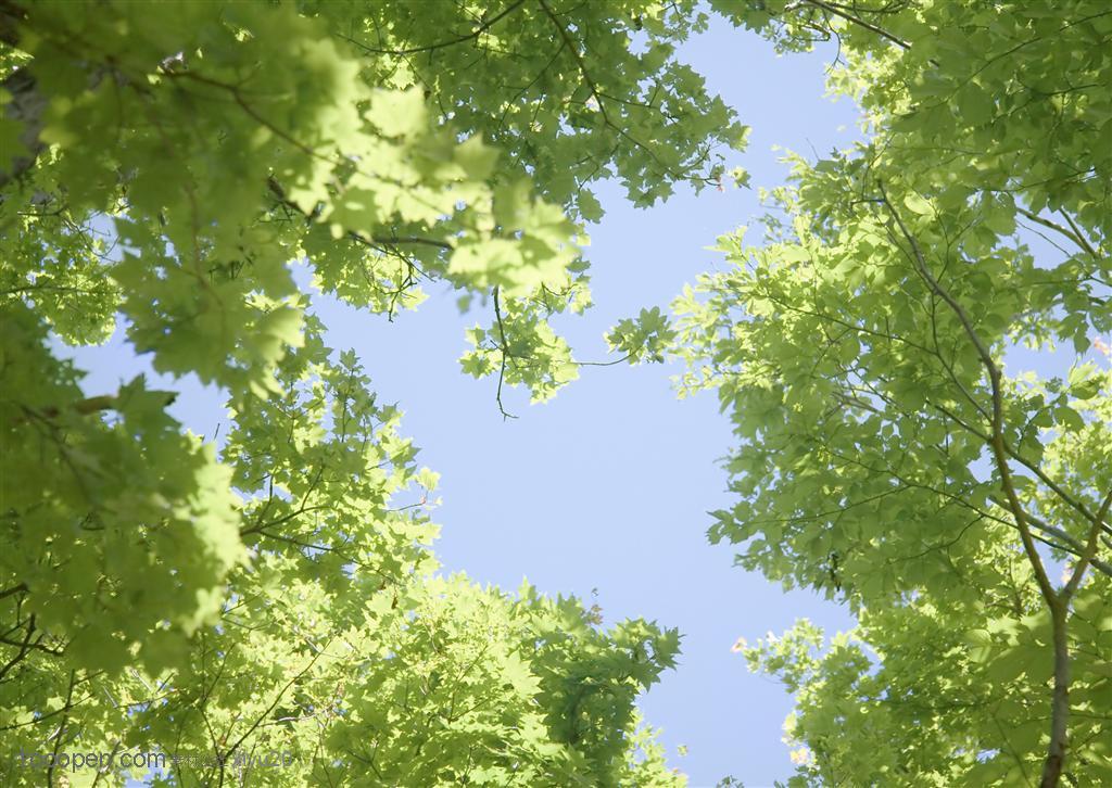 草地天空-仰视下的树叶高清桌面图片素材