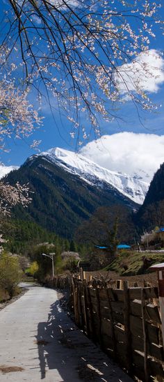 Springtime in Tibet.I want to go see thi…-堆糖,美