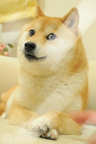 柴犬##doge##锁屏# wow plz no.