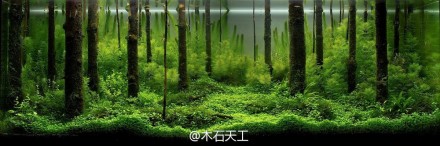 原来,世界上有个叫《世界水草造景大赛(international aquatic plants