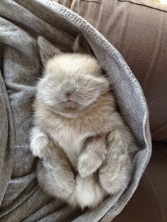 睡觉的兔子