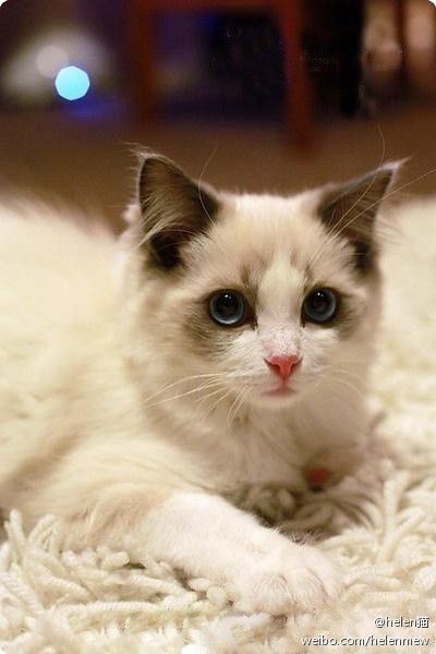 布偶猫,英文名ragdoll,俗名别名布娃娃猫…-堆糖,美好