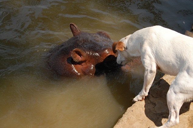 野生救援队在赞比西河保护区的下游发现一只被母亲遗弃的小河马,发现