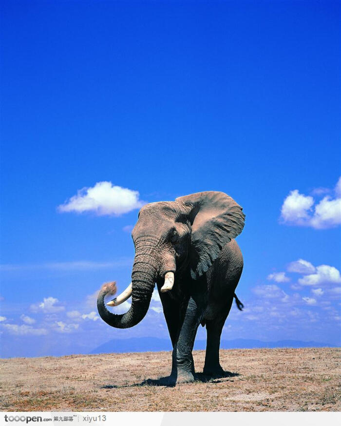 象之世界-蓝天下弯着鼻子的大象高清图片