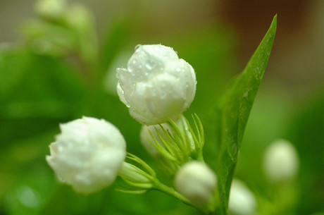 2013花茶 茉莉花苞 茉莉花茶 排毒养颜 茉莉花干 清肝明目