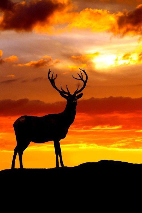 唯美浪漫的关于鹿的剪影摄影作品   aladd