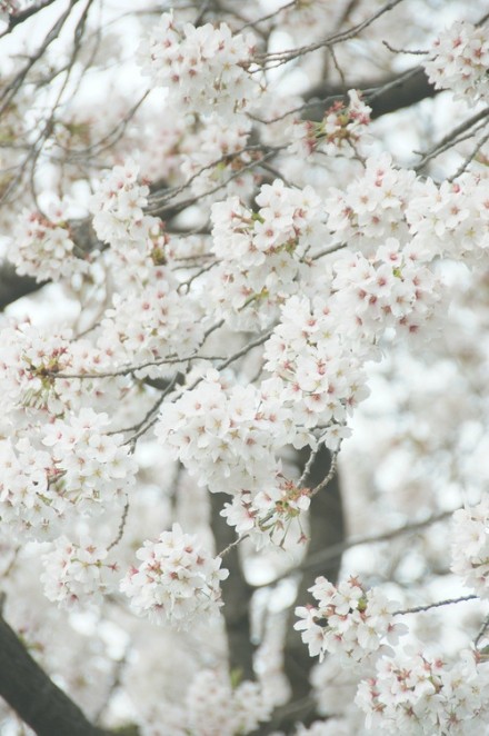 花开荼蘼