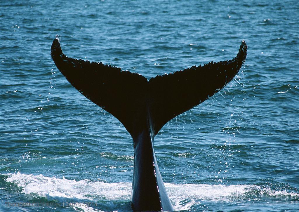 潜入海水里的鲸鱼尾巴高清摄影桌面壁纸图片素材