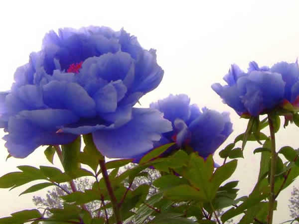 洛阳牡丹品种-蓝色牡丹