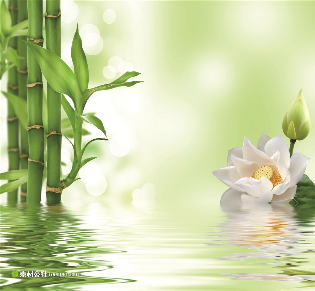 绿色的富贵竹和水中花图片高清摄影桌面壁纸图片素材