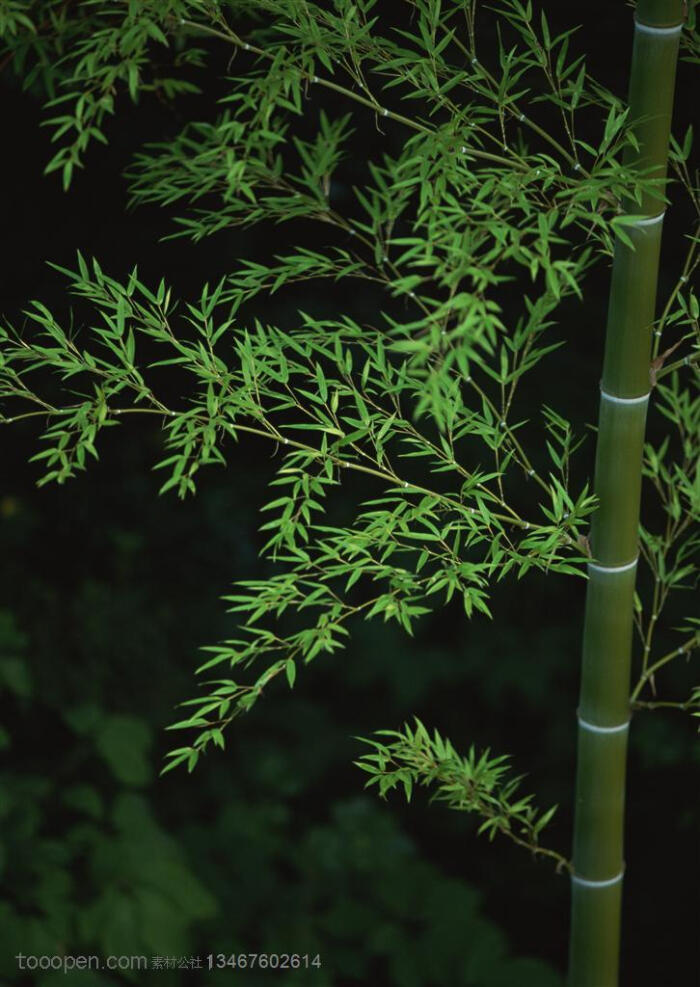 竹林风景-竹竿上嫩绿的竹叶摄影背景桌面壁纸图片素材