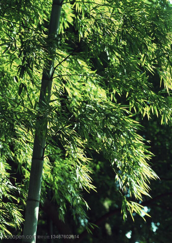 竹林风景-一颗竹子上的竹叶高清摄影图片素材特写