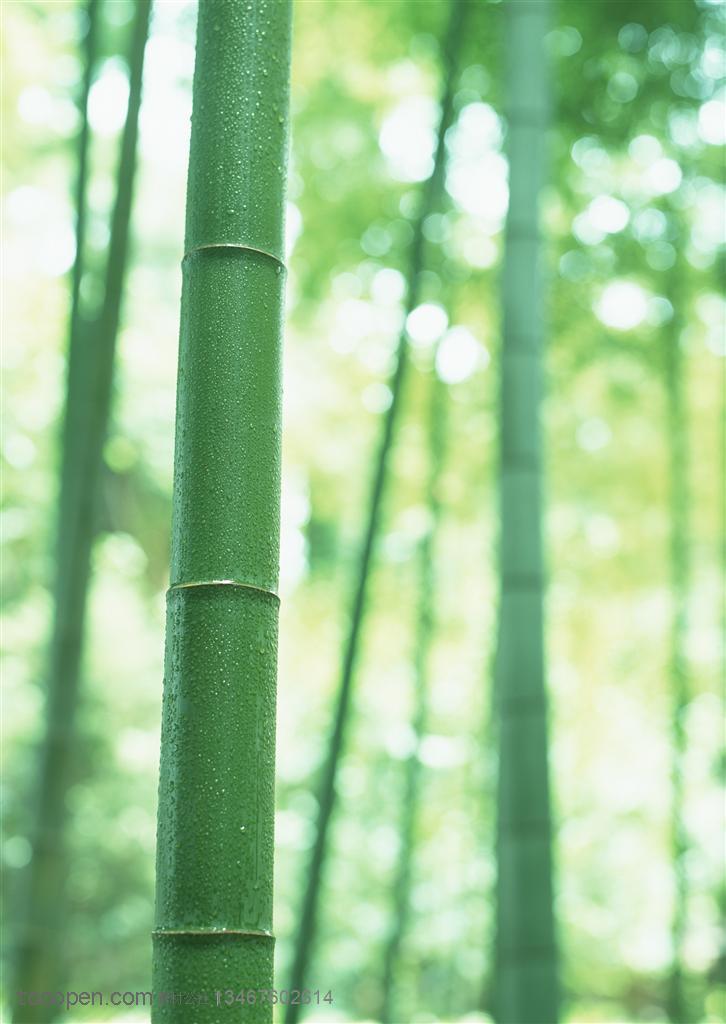 竹林风景-带着露水的竹竿特写高清桌面图片素材