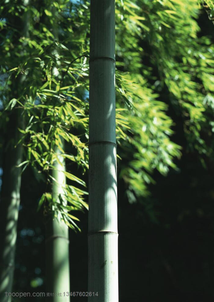 竹林风景-被阳光照耀出斑驳影子的竹林