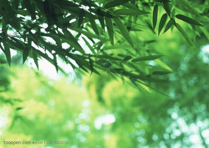 竹林风景-被风吹得摇摆的竹叶高清图片素材