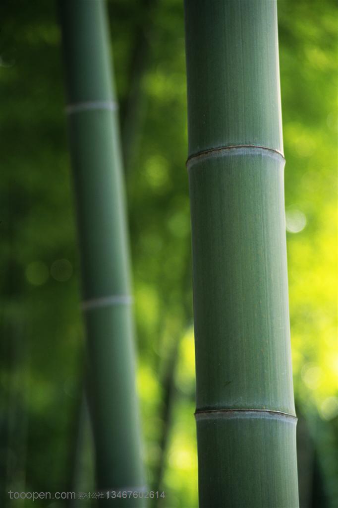 竹林风景- 竹林里的两根竹竿特写高清摄影桌面壁纸图片素材