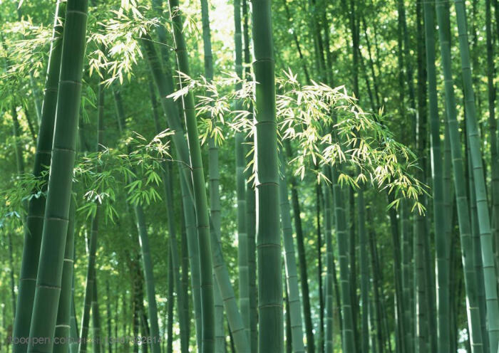 竹林自然风景- 一片嫩绿的竹林高清摄影图片素材