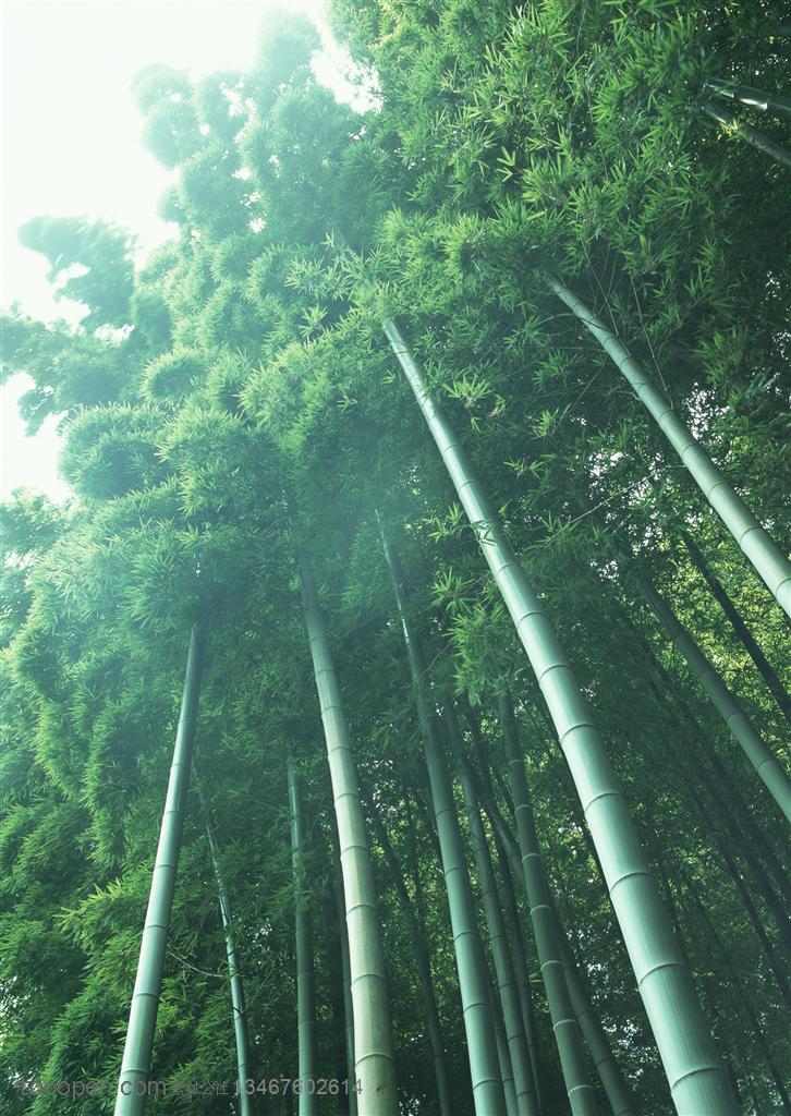 竹林风景- 仰视长势茂密的竹子高清摄影图片素材