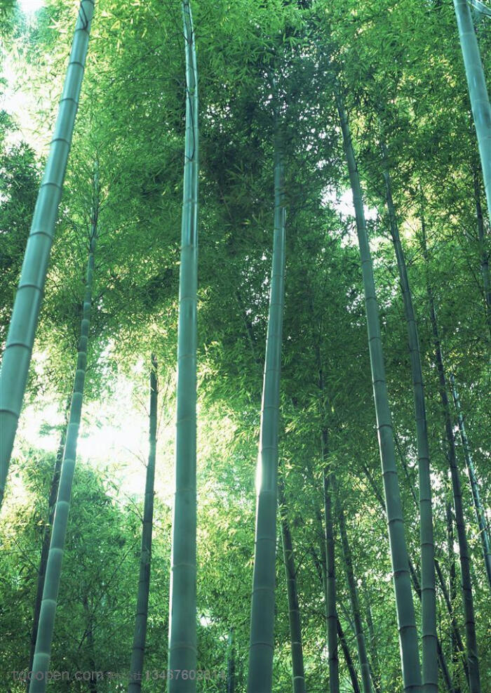 竹林风景- 仰视竹林中的竹子高清摄影图片素…