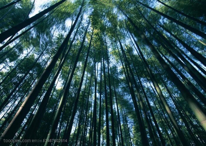 竹林风景- 仰视随风摆动的竹子摄影背景桌面壁纸图片素材