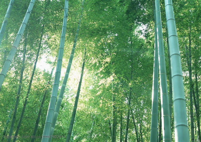 竹林风景- 阳光照耀着竹林摄影背景桌面壁纸图片素材