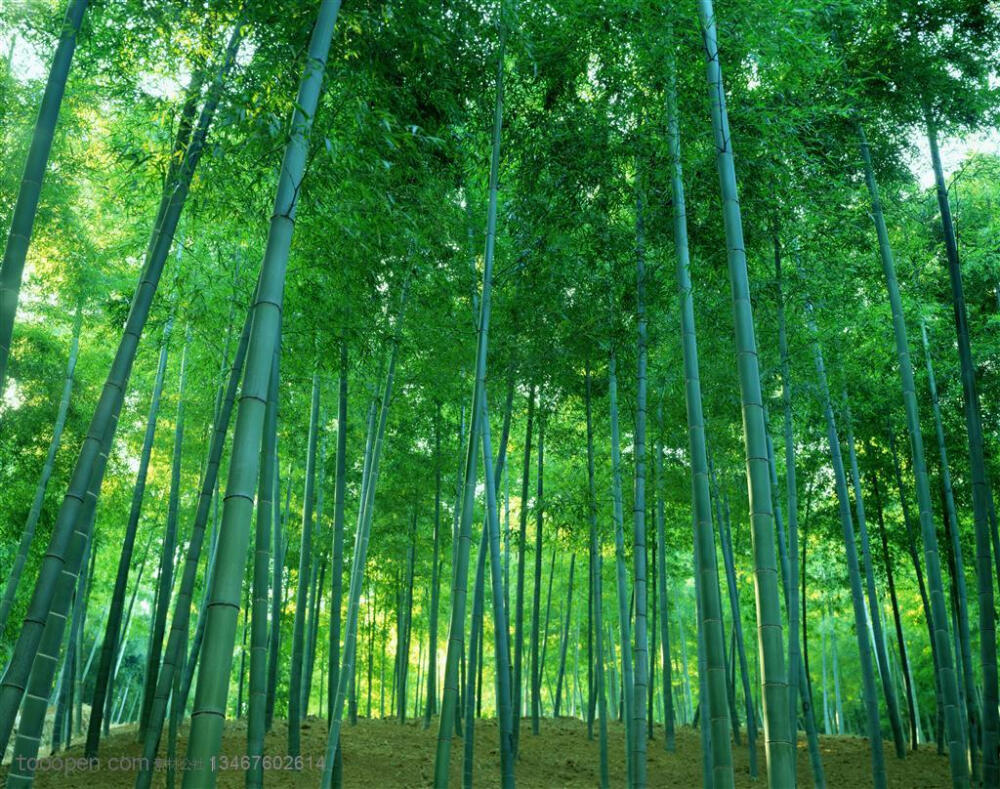竹林风景- 小山坡上的竹林摄影背景桌面壁纸图片素材