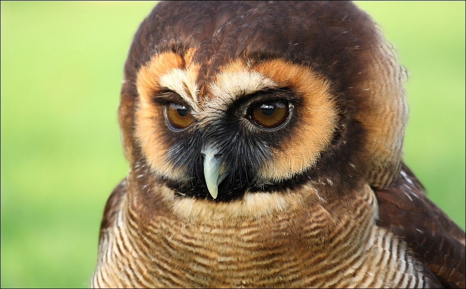 brown wood owl. by evey-eyes on devian