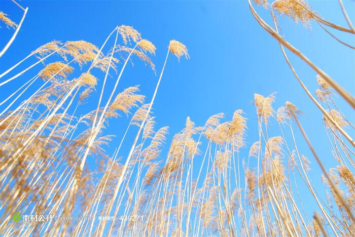 蓝天下的芦苇摄影背景桌面壁纸图片素材