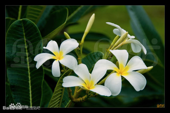 素馨 又名素英,耶悉茗花,野悉蜜,玉芙蓉,素馨针,属木犀科 此花的花色