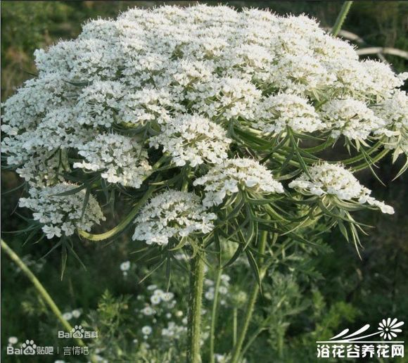 属于白花丹科的白花丹属一年生草本, 别名:白缎带花,雪珠花,蕾丝花 对