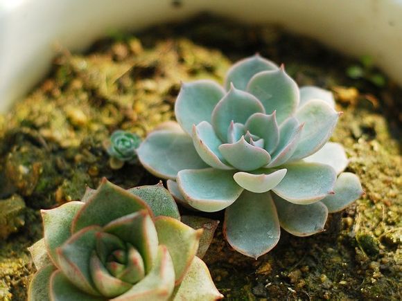 蓝石莲 景天科石莲花属 多肉植物