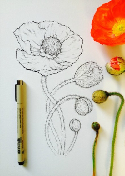 作者:noel badges pugh 手绘 水彩 花卉 铅笔画 钢笔画
