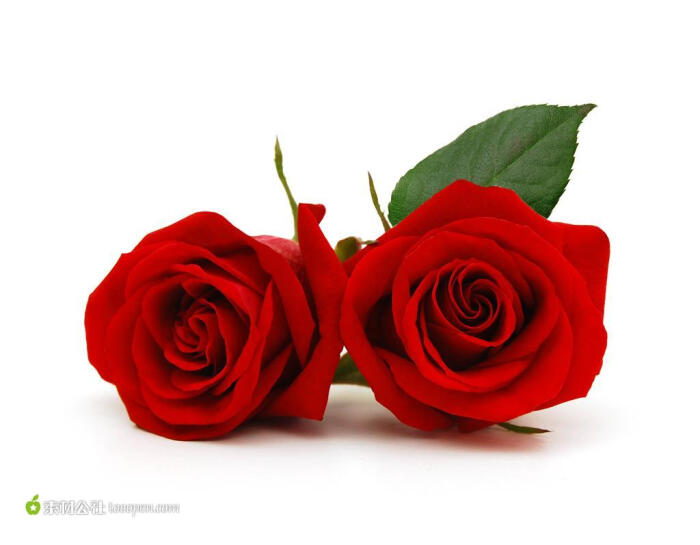 爱心系列 - 美丽的玫瑰花儿