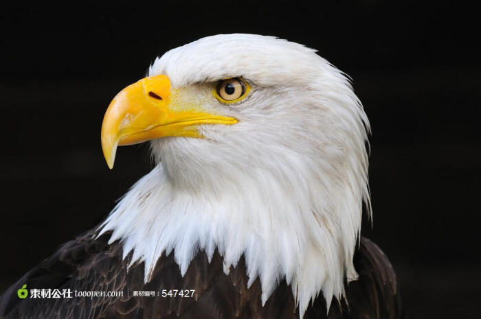猛禽系列 - 眼神犀利的老鹰高清摄影图片素材