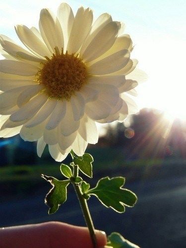 花草# #树木# #大自然# #清新#.