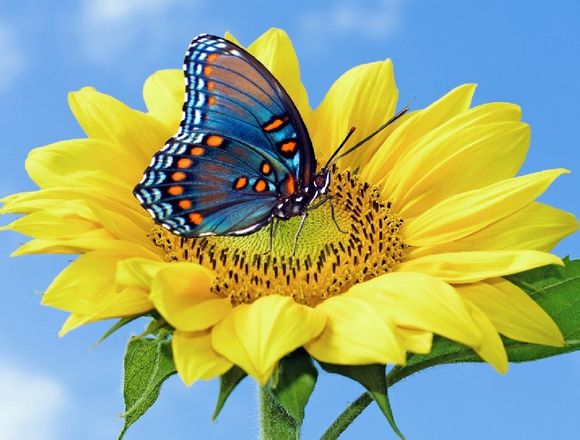 向日葵 学名:helianthus annuus 别名太阳花,是菊科向日葵属的植物