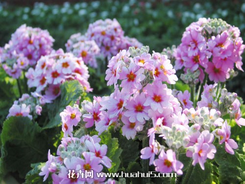 樱花草 报春花科报春花属年生草本花卉 花期一般为11月至次年5月 别名