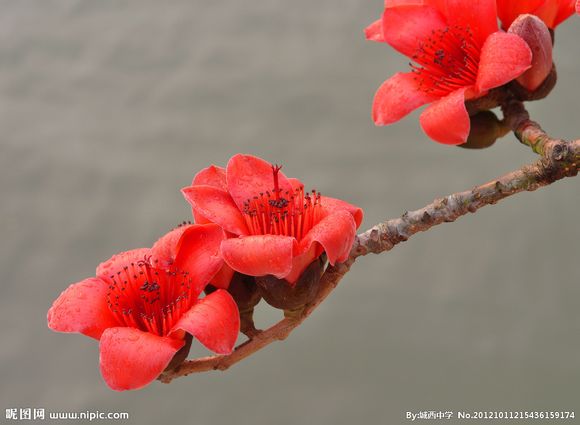 因为木棉花通常在3,4月份开花,所以4月11被定为木棉花的日子 木棉花